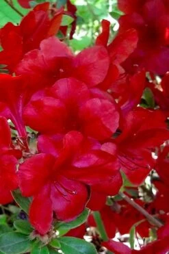 Midnight Flare Azalea - 2 Gallon Pot 12 Midnight Flare Azalea - 2 Gallon Pot -Foxtail Plant Shop azalea midnight flare 21