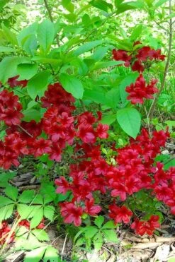 Midnight Flare Azalea - 2 Gallon Pot 10 Midnight Flare Azalea - 2 Gallon Pot -Foxtail Plant Shop azalea midnight flare 22