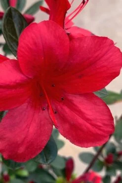 Midnight Flare Azalea - 2 Gallon Pot