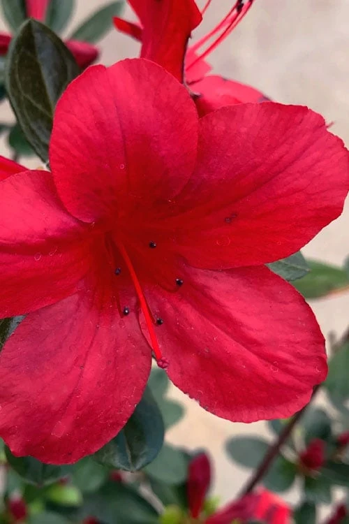 Midnight Flare Azalea - 2 Gallon Pot 1 Midnight Flare Azalea - 2 Gallon Pot