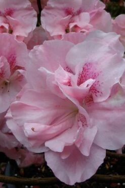 Nancy Of Robin Hill Azalea - 3 Gallon Pot -Foxtail Plant Shop azalea nancy at robin hill 1 1