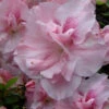 Nancy Of Robin Hill Azalea - 1 Gallon Pot -Foxtail Plant Shop azalea nancy of robin hill 4