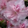 Nancy Of Robin Hill Azalea - 2 Gallon Pot 13 Nancy Of Robin Hill Azalea - 2 Gallon Pot -Foxtail Plant Shop azalea nancy of robin hill 4 2