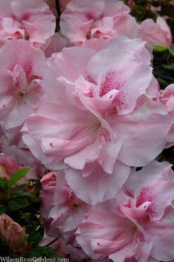 Nancy Of Robin Hill Azalea - 1 Gallon Pot