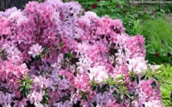 Northlake Beauty Azalea - 3 Gallon Pot 7 Northlake Beauty Azalea - 3 Gallon Pot -Foxtail Plant Shop azalea northlake beauty 13 2