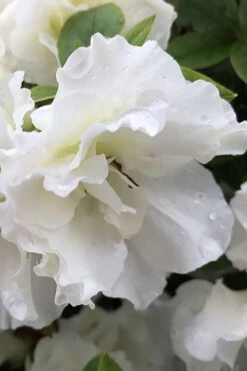 Perfecto Mundo Double White Reblooming Azalea - 3 Gallon Pot -Foxtail Plant Shop azalea perfecto mondo double white 1