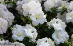 Perfecto Mundo Double White Reblooming Azalea - 3 Gallon Pot -Foxtail Plant Shop azalea perfecto mondo double white 2
