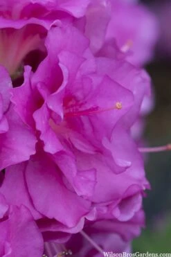 Perfecto Mundo Double Purple Reblooming Azalea - 1 Gallon Pot 9 Perfecto Mundo Double Purple Reblooming Azalea - 1 Gallon Pot -Foxtail Plant Shop azalea perfecto mondo double20purple 1 2