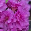 Perfecto Mundo Double Purple Reblooming Azalea - 1 Gallon Pot -Foxtail Plant Shop azalea perfecto mondo double20purple 2 2