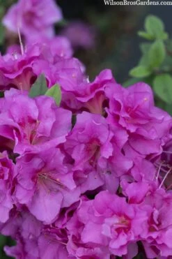Perfecto Mundo Double Purple Reblooming Azalea - 3 Gallon Pot -Foxtail Plant Shop azalea perfecto mondo double20purple 3 1