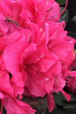 Perfecto Mundo Double Dark Pink Reblooming Azalea - 3 Gallon Pot -Foxtail Plant Shop azalea perfecto mundo double dark pink 1 1