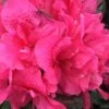Perfecto Mundo Double Dark Pink Reblooming Azalea - 3 Gallon Pot -Foxtail Plant Shop azalea perfecto mundo double dark pink 2 1