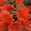 Perfecto Mundo Orange Azalea - 3 Gallon Pot 8 Perfecto Mundo Orange Azalea - 3 Gallon Pot -Foxtail Plant Shop azalea perfecto mundo double orange 500x750 1