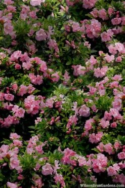 Perfecto Mundo Double Pink Reblooming Azalea - 3 Gallon Pot -Foxtail Plant Shop azalea perfecto mundo double pink 1