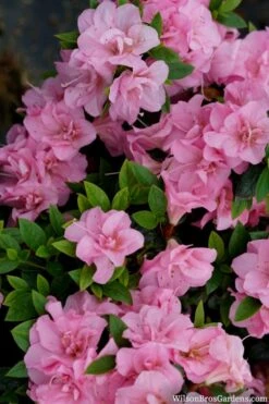 Perfecto Mundo Double Pink Reblooming Azalea - 2 Gallon Pot -Foxtail Plant Shop azalea perfecto mundo double pink 2 1
