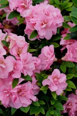 Perfecto Mundo Double Pink Reblooming Azalea - 2 Gallon Pot -Foxtail Plant Shop azalea perfecto mundo double pink 4