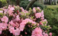 Perfecto Mundo Double Pink Reblooming Azalea - 3 Gallon Pot -Foxtail Plant Shop azalea perfecto mundo double pink 5