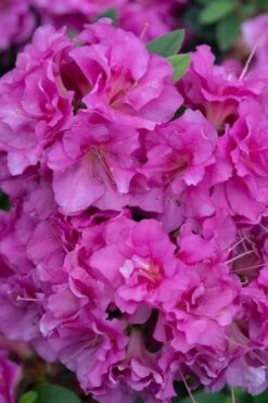 Perfecto Mundo Double Purple Reblooming Azalea - 1 Gallon Pot 10 Perfecto Mundo Double Purple Reblooming Azalea - 1 Gallon Pot -Foxtail Plant Shop azalea perfecto mundo double purple 500x750 3
