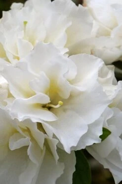 Perfecto Mundo Double White Reblooming Azalea - 3 Gallon Pot -Foxtail Plant Shop azalea perfecto mundo double white 6