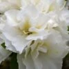 Perfecto Mundo Double White Reblooming Azalea - 2 Gallon Pot -Foxtail Plant Shop azalea perfecto mundo double white 8 1