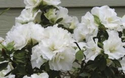 Perfecto Mundo Double White Reblooming Azalea - 3 Gallon Pot -Foxtail Plant Shop azalea perfecto mundo double white 9