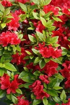 Perfecto Mundo Red Reblooming Azalea - 3 Pack Of Quart Pots -Foxtail Plant Shop azalea perfecto mundo red 2 1