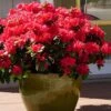 Perfecto Mundo Red Reblooming Azalea - 3 Gallon Pot -Foxtail Plant Shop azalea perfecto mundo red 3