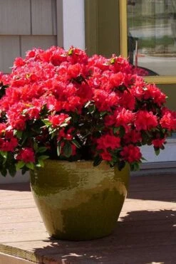 Perfecto Mundo Red Reblooming Azalea - 1 Gallon Pot