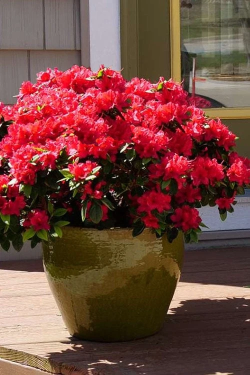 Perfecto Mundo Red Reblooming Azalea - 1 Gallon Pot 1 Perfecto Mundo Red Reblooming Azalea - 1 Gallon Pot