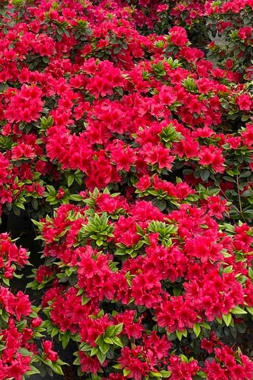 Perfecto Mundo Red Reblooming Azalea - 1 Gallon Pot 5 Perfecto Mundo Red Reblooming Azalea - 1 Gallon Pot - Image 5