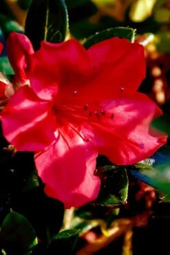Perfecto Mundo Red Reblooming Azalea - 2 Gallon Pot -Foxtail Plant Shop azalea perfecto mundo red 6 2