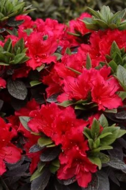 Perfecto Mundo Red Reblooming Azalea - 3 Gallon Pot -Foxtail Plant Shop azalea perfecto mundo red 8