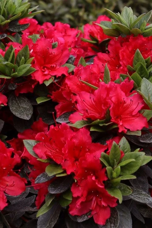 Perfecto Mundo Red Reblooming Azalea - 1 Gallon Pot 4 Perfecto Mundo Red Reblooming Azalea - 1 Gallon Pot - Image 4