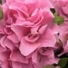 Perfecto Mundo Double Pink Reblooming Azalea - 3 Gallon Pot -Foxtail Plant Shop azalea perfectomundo double pink 101