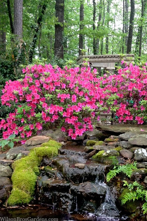 Pink Formosa Azalea - 3 Gallon Pot 4 Pink Formosa Azalea - 3 Gallon Pot - Image 4