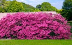 Pink Formosa Azalea - 1 Gallon Pot 9 Pink Formosa Azalea - 1 Gallon Pot -Foxtail Plant Shop azalea pink formosa 4 2