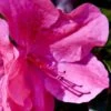 Pink Formosa Azalea - 1 Gallon Pot -Foxtail Plant Shop azalea pink formosa 5 2
