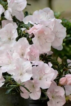 Tsuki No Shimo Satsuki Azalea - 1 Gallon Pot 17 Tsuki No Shimo Satsuki Azalea - 1 Gallon Pot -Foxtail Plant Shop azalea satsuki tsuki no shimo 100