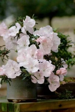 Tsuki No Shimo Satsuki Azalea - 1 Gallon Pot 21 Tsuki No Shimo Satsuki Azalea - 1 Gallon Pot -Foxtail Plant Shop azalea satsuki tsuki no shimo 101