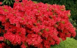 Stewartstonian Azalea - 3 Gallon Pot -Foxtail Plant Shop azalea stewartstonian 3
