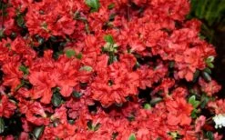 Stewartstonian Azalea - 1 Gallon Pot -Foxtail Plant Shop azalea stewartstonian 6 1