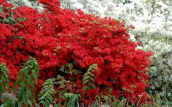 Stewartstonian Azalea - 1 Gallon Pot -Foxtail Plant Shop azalea stewartstonian 7 1