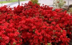 Stewartstonian Azalea - 1 Gallon Pot -Foxtail Plant Shop azalea stewartstonian 8 1