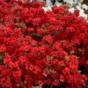 Stewartstonian Azalea - 1 Gallon Pot -Foxtail Plant Shop azalea stewartstonian 9 1