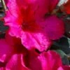 Temple Alexandra Aromi Evergreen Azalea - 1 Gallon Pot -Foxtail Plant Shop azalea temple alexandra 2