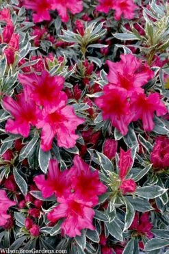 The Robe Azalea - 2 Gallon Pot -Foxtail Plant Shop azalea the robe 3 1