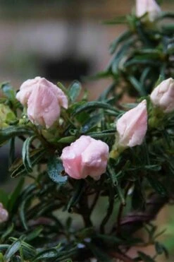 Tsuki No Shimo Satsuki Azalea - 3 Gallon Pot -Foxtail Plant Shop azalea tsuki no shimo 2 1