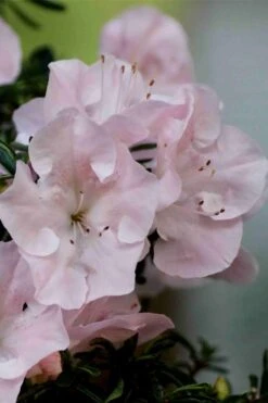 Tsuki No Shimo Satsuki Azalea - 3 Gallon Pot -Foxtail Plant Shop azalea tsuki no shimo 3 1