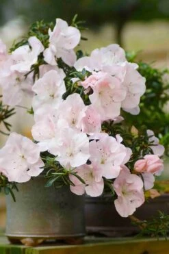 Tsuki No Shimo Satsuki Azalea - 3 Gallon Pot -Foxtail Plant Shop azalea tsuki no shimo 6 1