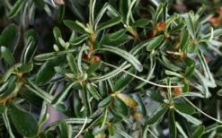 Tsuki No Shimo Satsuki Azalea - 3 Gallon Pot -Foxtail Plant Shop azalea tsuki no shimo 7 1